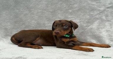Dobermann dogs - Advert 4