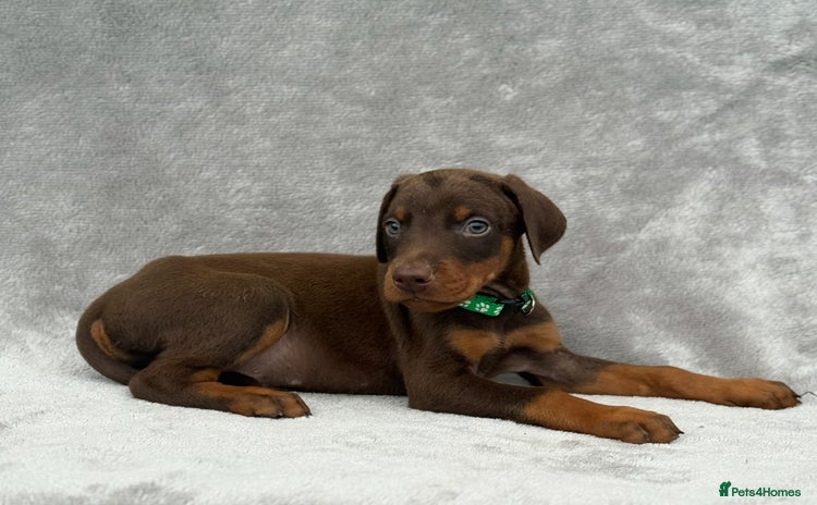 Dobermann dogs - Advert 2