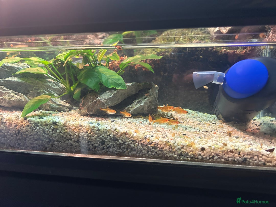 Skink reptiles for sale: Red eye crocodile skink cb with full set up - Image 6