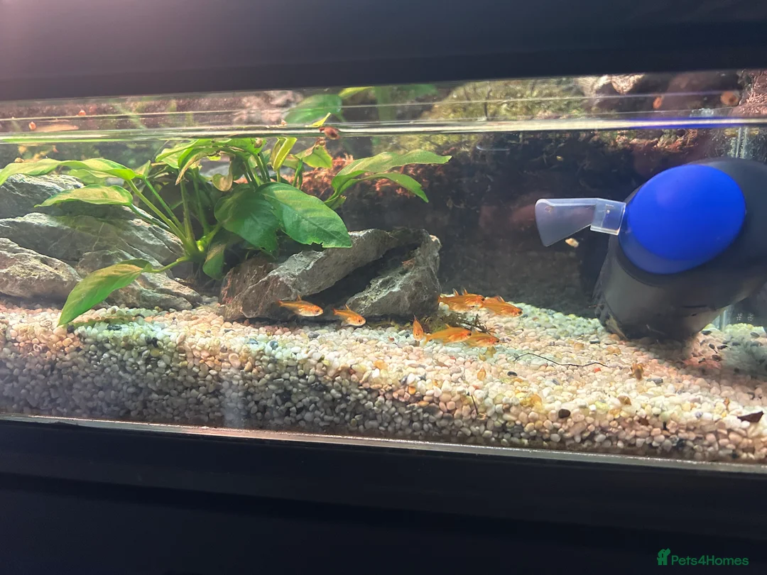 Skink reptiles for sale: Red eye crocodile skink cb with full set up - Advert 6