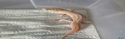 Leopard Gecko reptiles for sale: Male Leopard geckos  - Advert 5