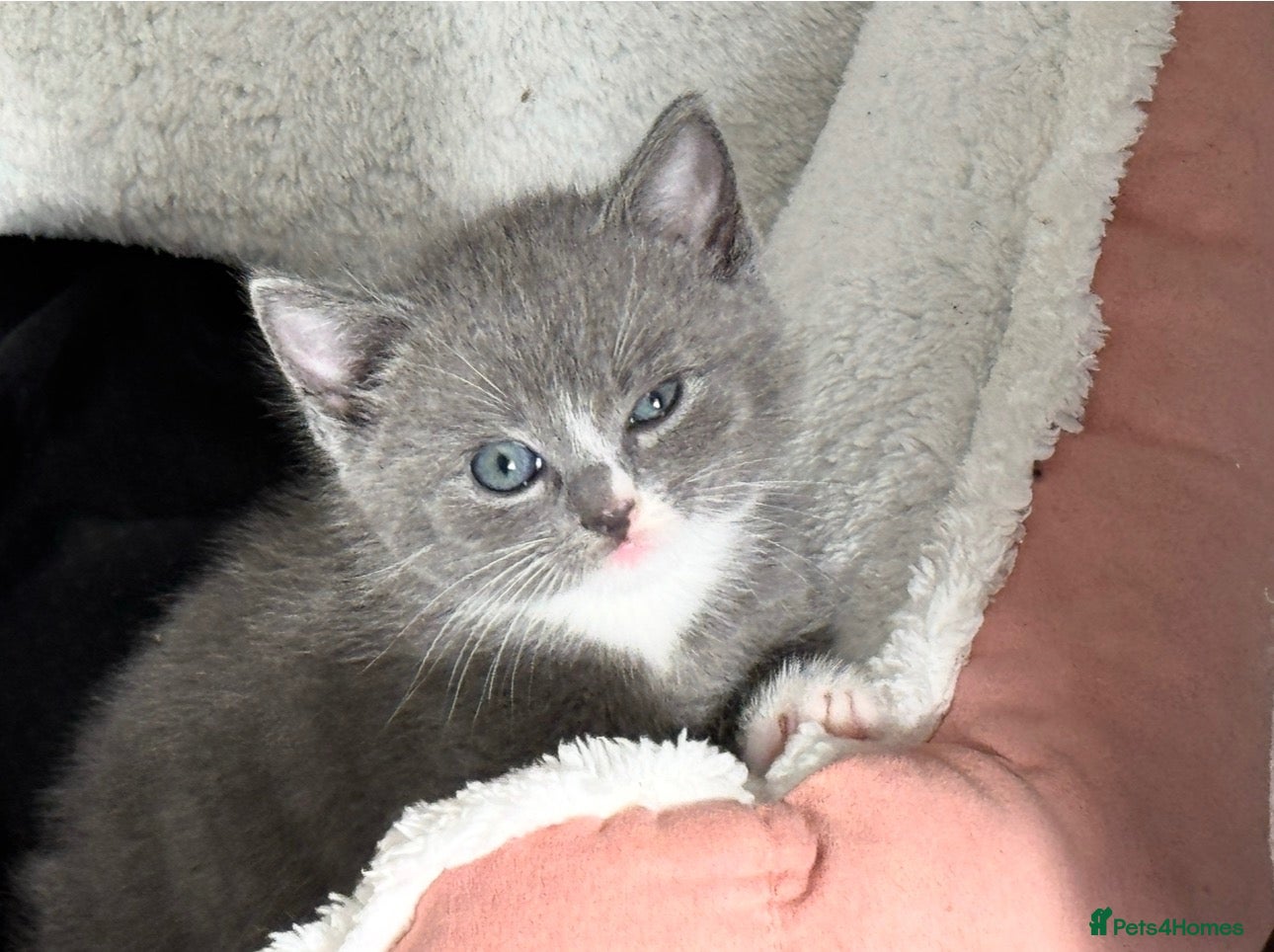 British Shorthair cats Adorable British Shorthair Kittens–2 Boys &2 Girls - Advert 2