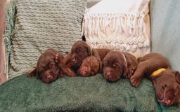 Labrador Retriever dogs for sale: Bundle of Chocolate Joy- Labrador Retrive Puppies - Image 10