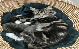 Mixed Breed cats for sale: 3 loveable female kittens - Image 11