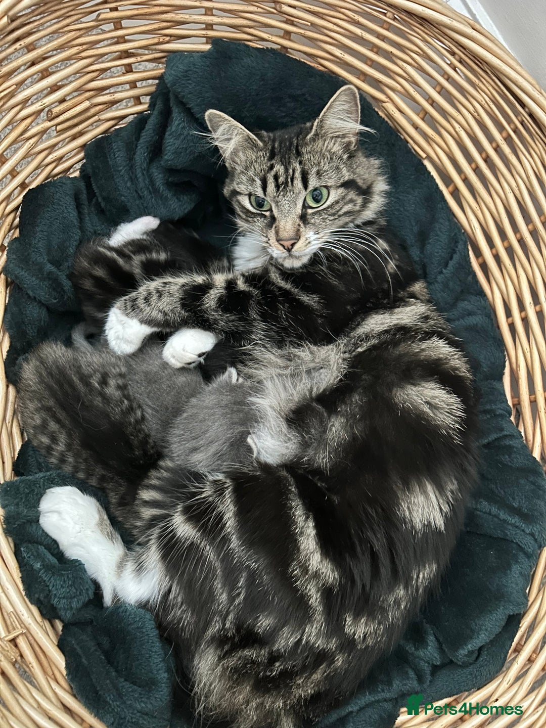 Mixed Breed cats for sale: 3 loveable female kittens - Image 11