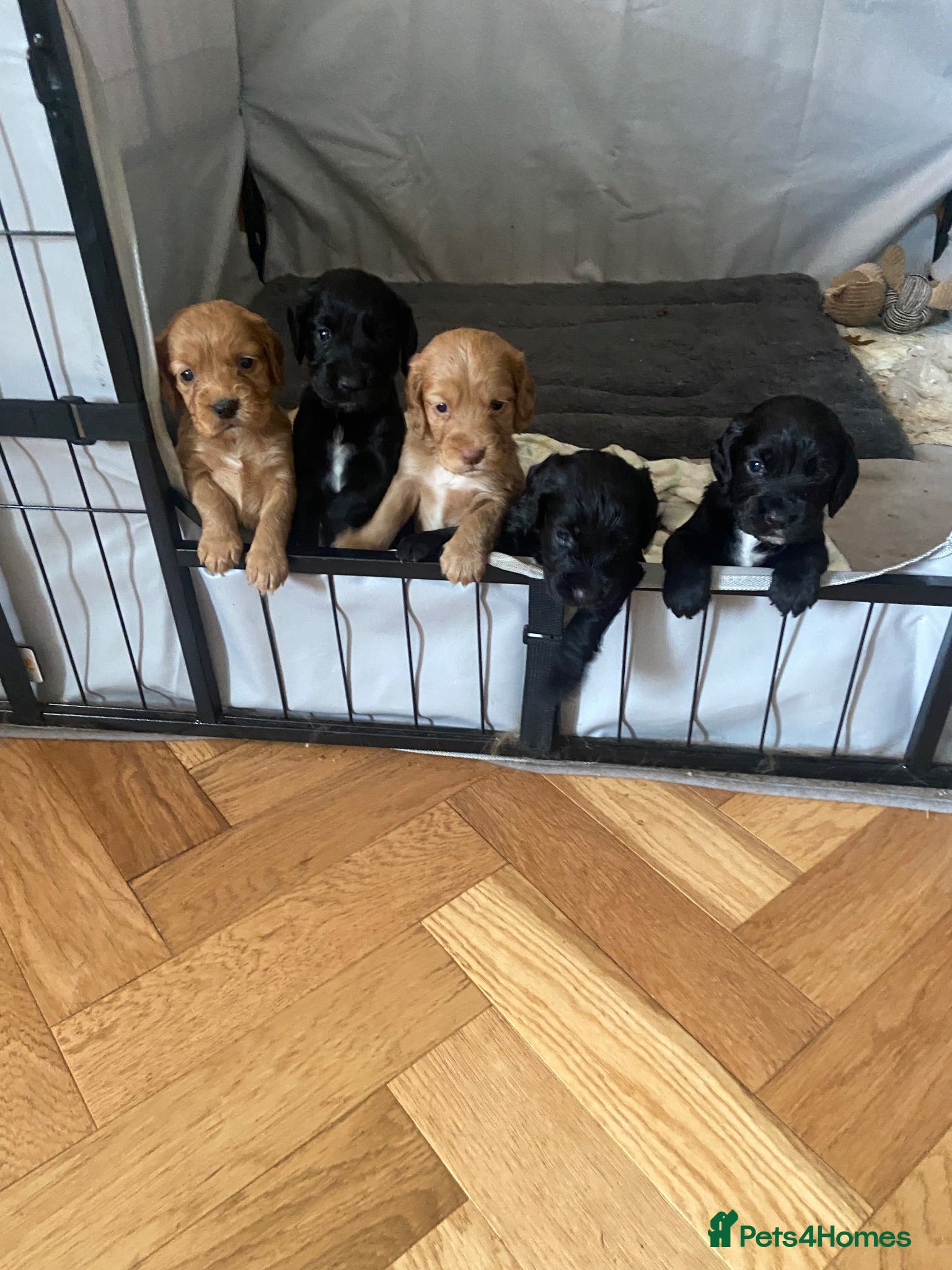 Cocker Spaniel dogs KC working cocker spaniel puppies! - Advert 11