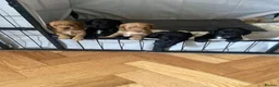 Cocker Spaniel dogs for sale: KC working cocker spaniel puppies! - Advert 1