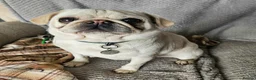 Pug dogs for sale: Maskless Cream Pug 3 yrs old  - Advert 3