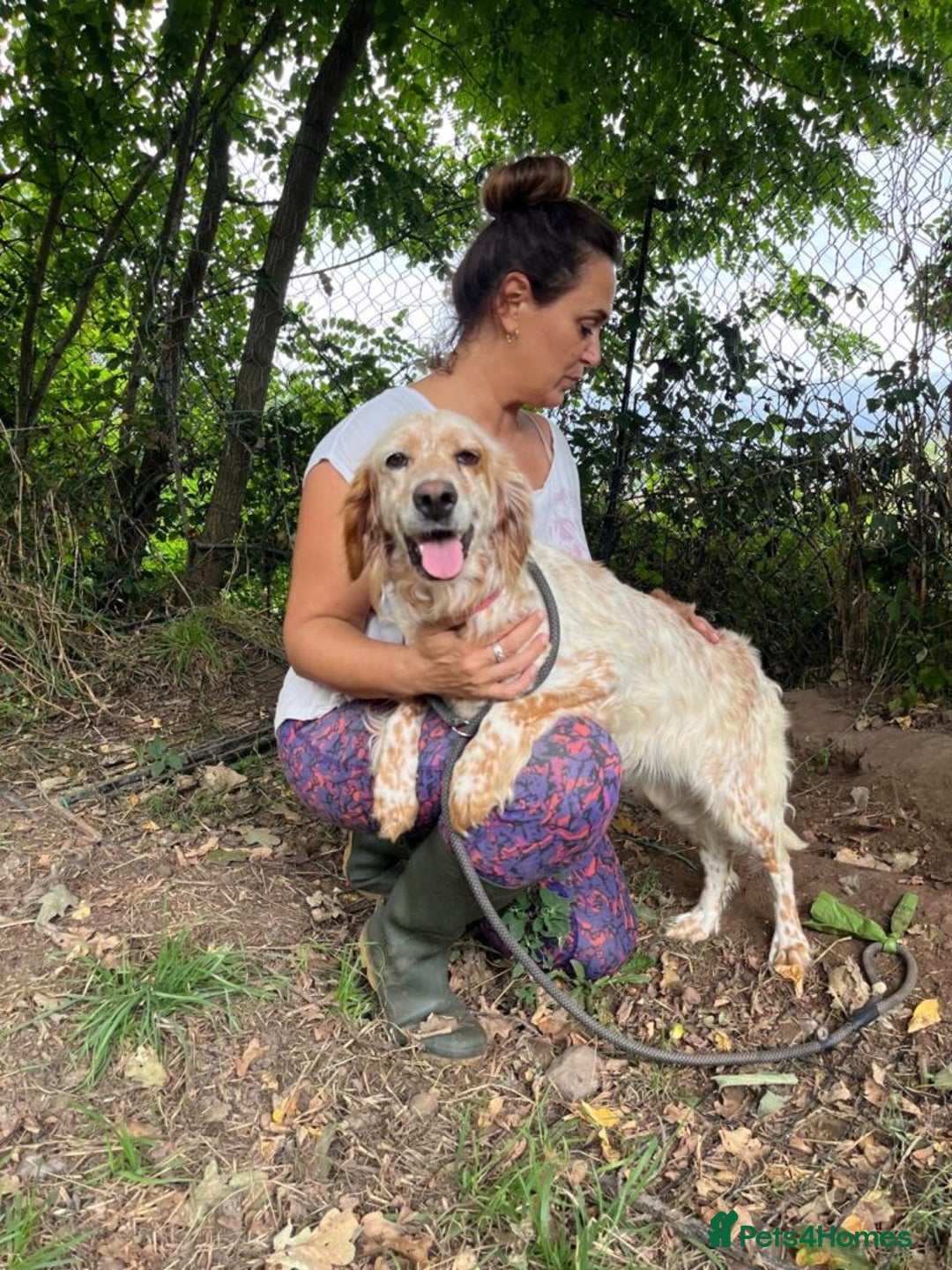 English Setter dogs for adoption: Quba  - Image 1