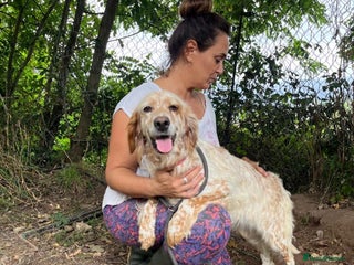 English Setter dogs - Advert 4