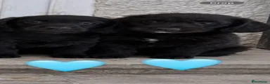 Doxiepoo 1