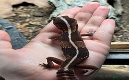 Gecko reptiles for sale: African fat tail gecko  - Image 4