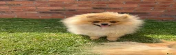 Pomeranian dogs for sale: Teddy face Pomeranians  - Advert 19