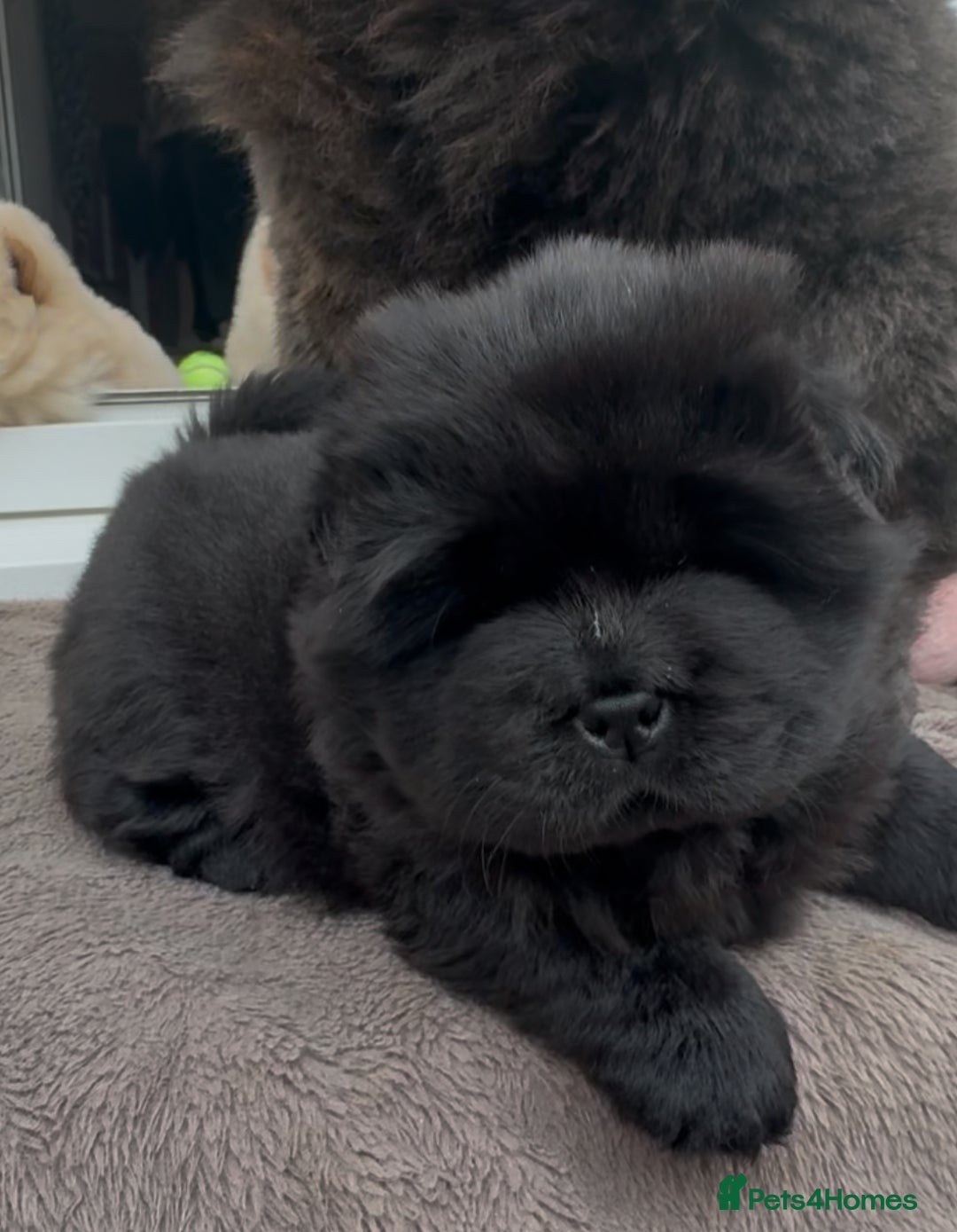 Chow Chow dogs for sale: Four Luxury Female ChowChows🐾 - Advert 21