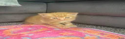 British Longhair cats for sale: Gorgeous fluffy kittens - Advert 21