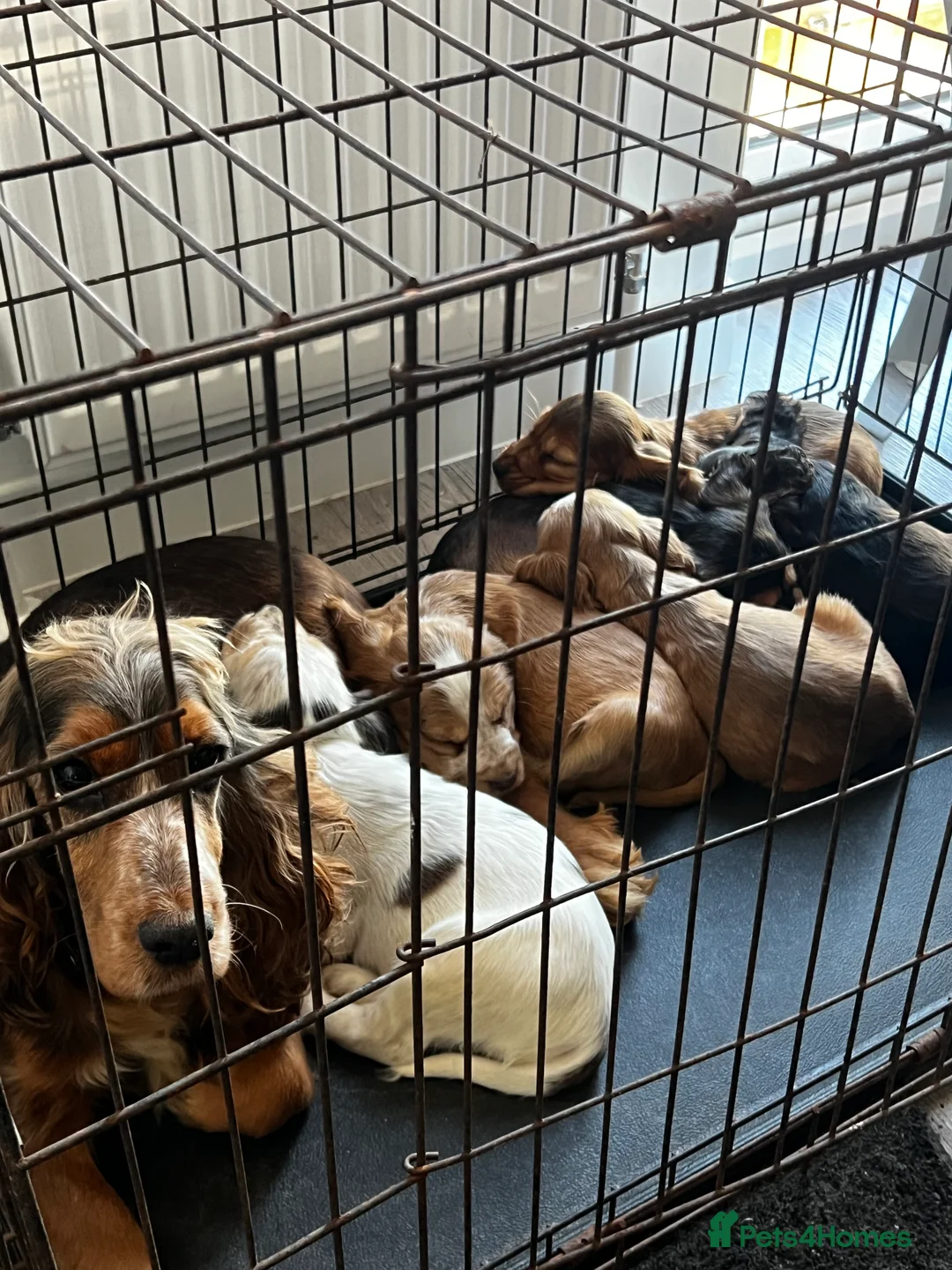 Cocker Spaniel dogs for sale: Show type Cocker spaniel puppies  - Advert 10