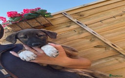 Lurcher dogs for sale: Beautiful lurcher puppies - Image 10