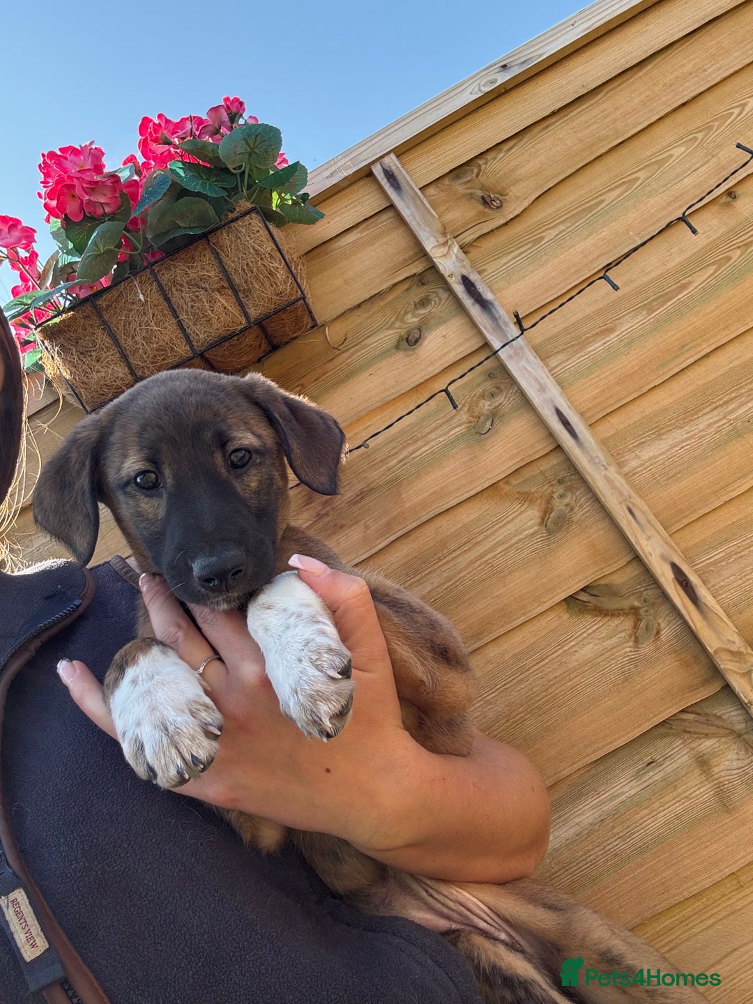 Lurcher dogs for sale: Beautiful lurcher puppies - Image 10