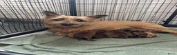 Cairn Terrier dogs for sale: Cairn terrier KC registered - Advert 8