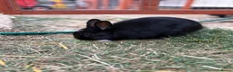 Netherland Dwarf rabbits for sale: Ready to go 3 Left Netherland Dwarf Bunnies  - Advert 3