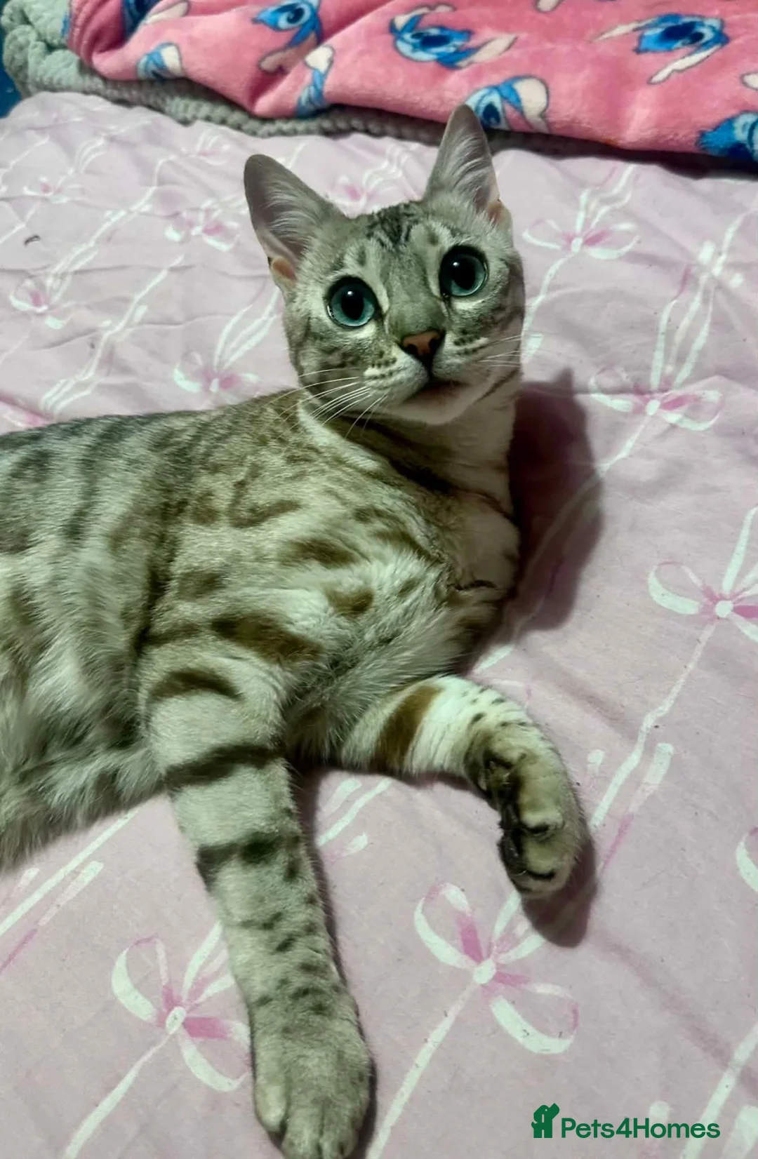 Bengal cats for sale: Beautiful bengal cat - Advert 2