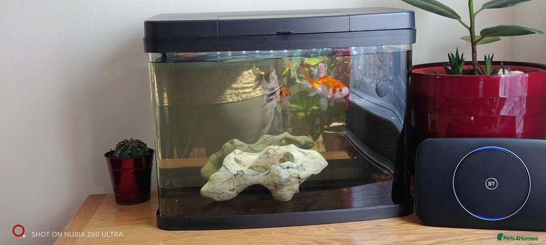 Goldfish fish for sale: Gold fish (4) - Image 2