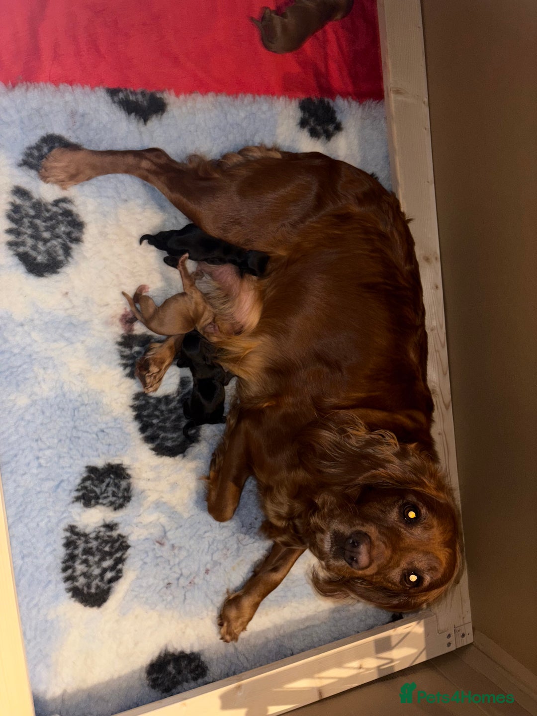 Cocker Spaniel dogs for sale: Gorgeous WCS pups - Image 3