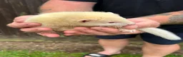 Ferret rodents for sale: Silly tame ferrets for sale in Boston - Advert 4