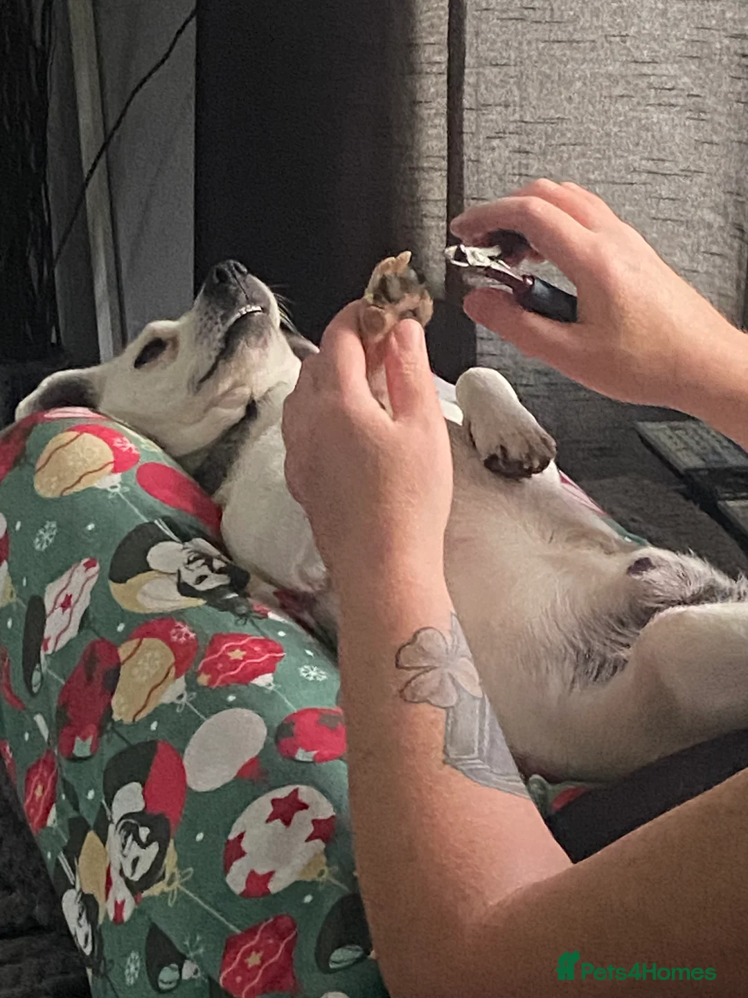 Jack Russell dogs for stud: Proven stud in Accrington - Advert 8