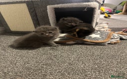 Maine Coon cats for sale: Kittens  - Image 16