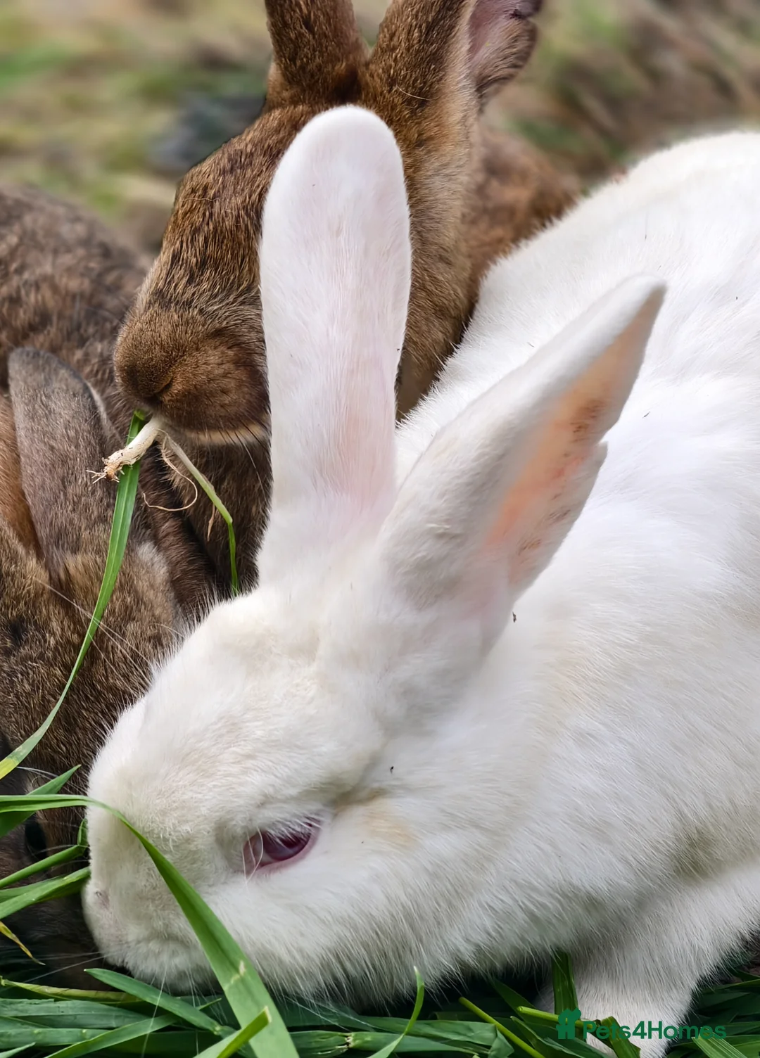 New Zealand rabbits for sale: Male new zealand bunny free urgent - Advert 1