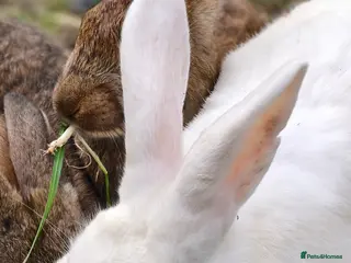 New Zealand rabbits Male new zealand bunny free urgent - Advert 5