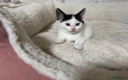 Domestic Shorthair cats for sale: Adorable Kittens Looking for a Loving Home, 🏡 - Image 25