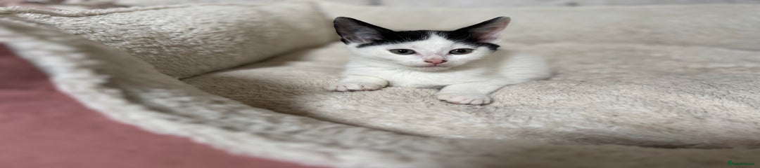 Domestic Shorthair Kitten 2