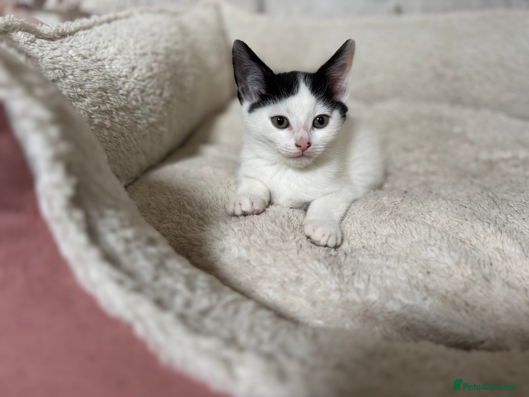 Domestic Shorthair cats for sale: Adorable Kittens Looking for a Loving Home, 🏡 - Image 25