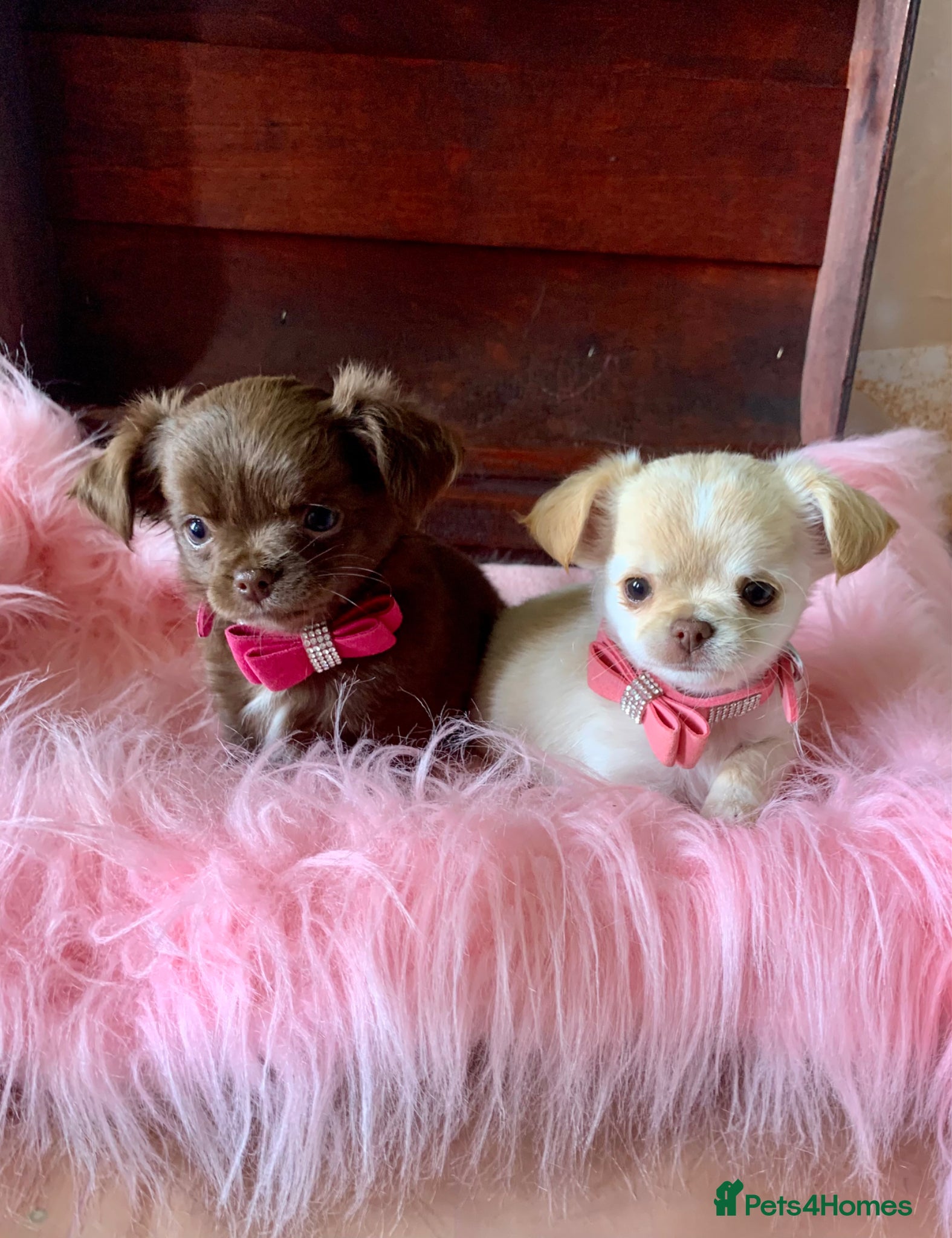 Chihuahua dogs 5* LICENSED. Gorgeous KC Chihuahua GIRLS - Advert 6