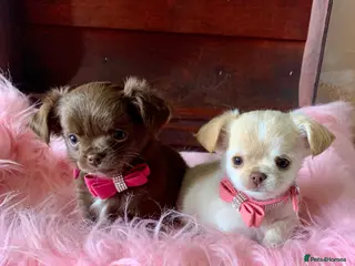 Chihuahua dogs 5* LICENSED. Gorgeous KC Chihuahua GIRLS - Advert 6