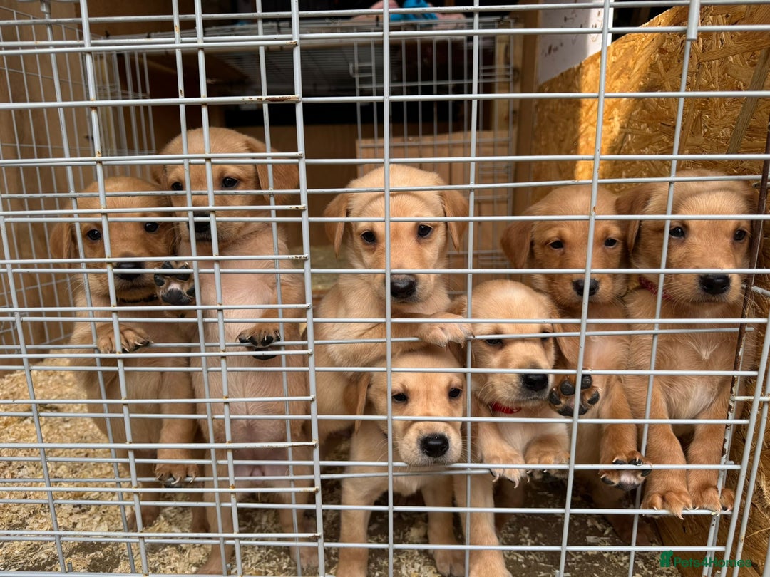 Labrador Retriever dogs for sale: Beautiful Labrador Retriever puppies for sale - Image 9