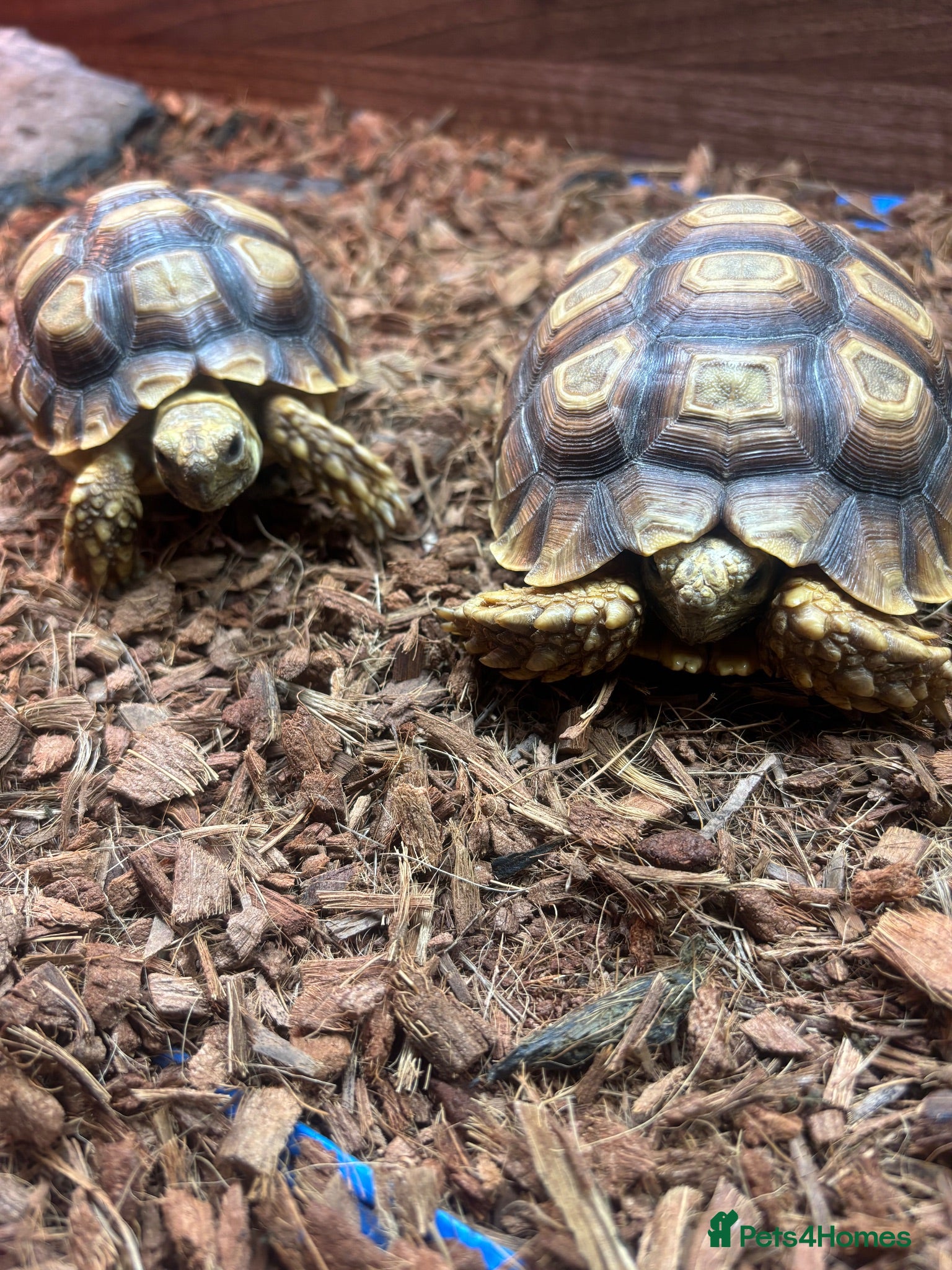 Tortoise reptiles Sulcata Tortoise  - Advert 1