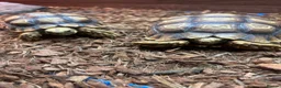 Tortoise reptiles for sale: Sulcata Tortoise  in Lanark - Advert 1