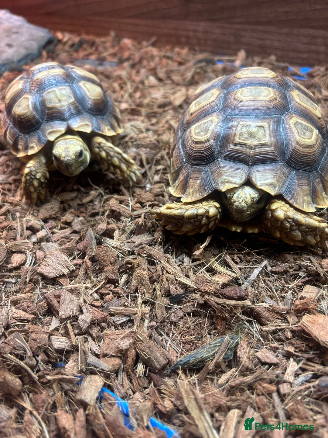 Tortoise reptiles for sale: Sulcata Tortoise  in Lanark - Advert 1