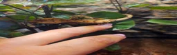 Gecko reptiles for sale: Crested gecko - Advert 4