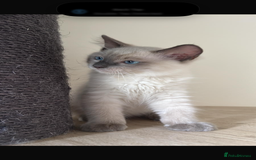 Ragdoll cats for sale: Stunning GCCF reg ragdoll kittens available now  - Image 23