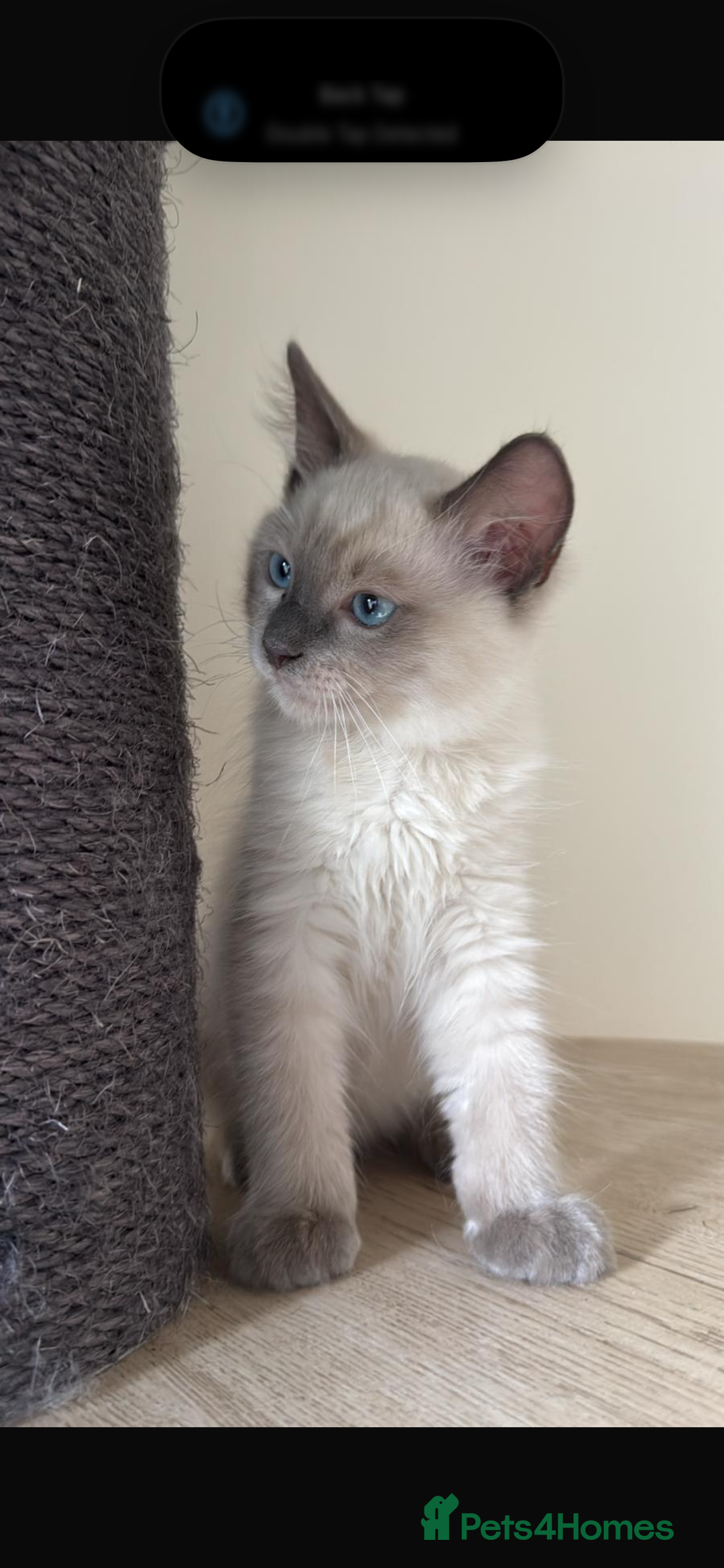 Ragdoll cats for sale: Stunning GCCF reg ragdoll kittens available now  - Image 23