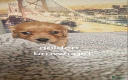 Cockapoo dogs for sale: 4 outstanding cockerpoos  - Image 28