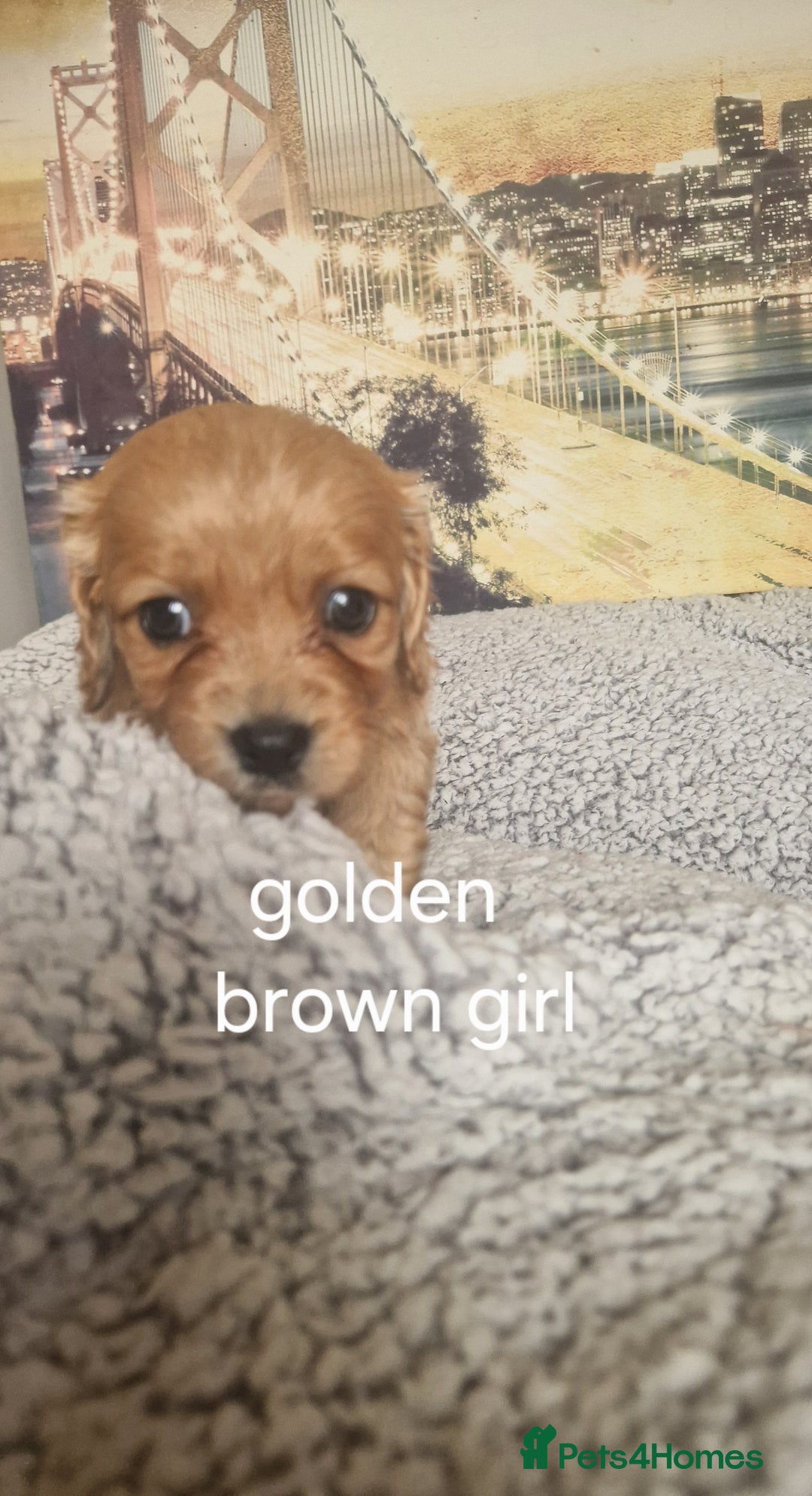 Cockapoo dogs for sale: 4 outstanding cockerpoos  - Image 28