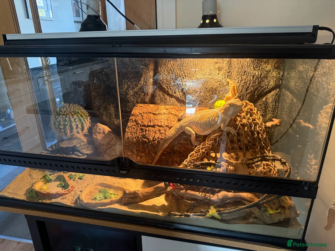 Bearded Dragon reptiles for sale: Bearded dragon and full vivarium setup for sale in Bolton - Advert 2
