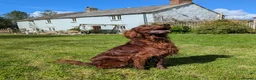 Irish Setter dogs for sale: Kennel Club Irish Setter Puppies  - Advert 13