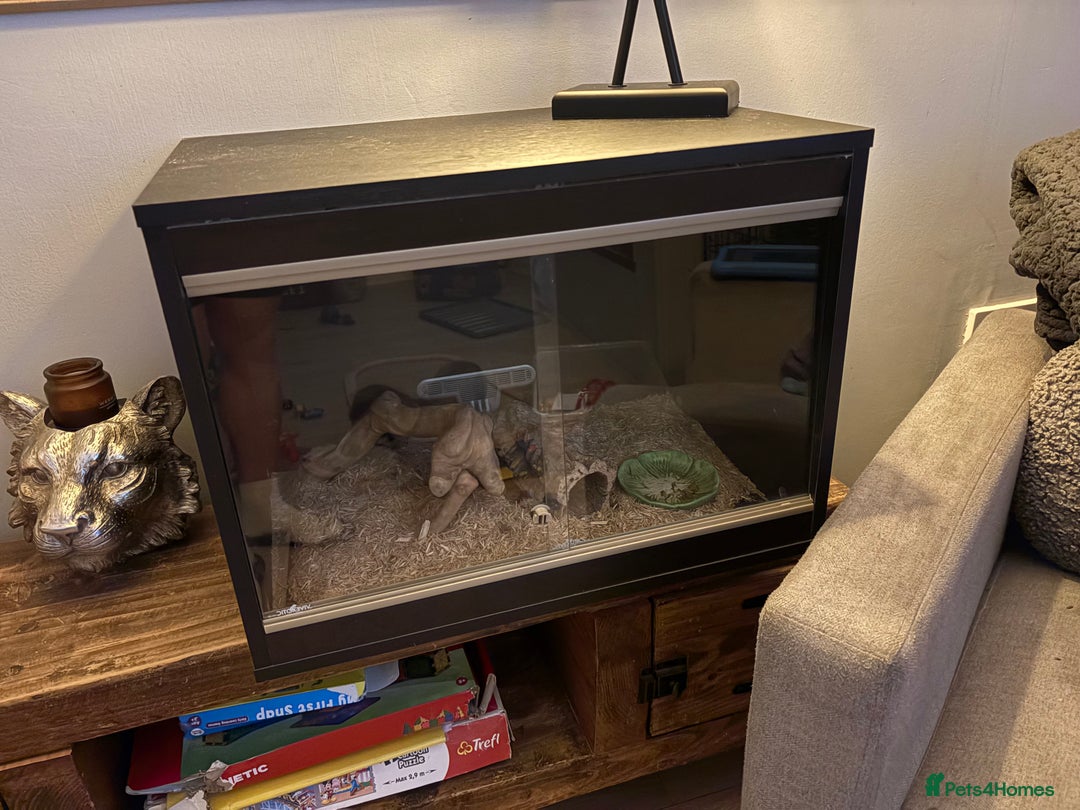 Snake reptiles for sale: Hognose snake - Advert 4