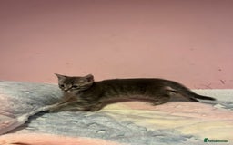 Bengal cats for sale: Bengal x Ragdoll Kittens - Advert 10